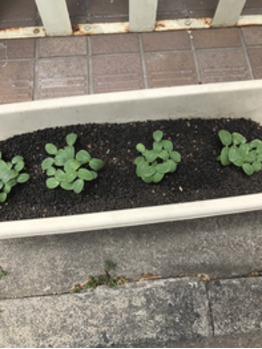 野菜畑^_^_20180618_1