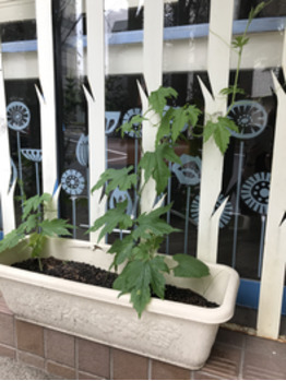 野菜畑^_^_20180618_2